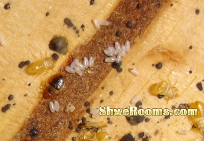 BedBugs and All The Pest control with Cheap Price